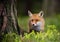 Fox (Vulpes vulpes) in europe forest