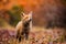 Fox (Vulpes vulpes) in europe forest