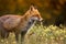 Fox (Vulpes vulpes) in europe forest