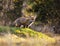 Fox (Vulpes vulpes) in europe forest