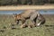 Fox, vulpes vulpes, Looking for food in the meadow