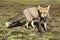 Fox, vulpes vulpes, Looking for food in the meadow