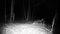 Fox, Vulpes vulpes, looks at the camera in a forest in the night FullHD video