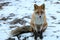 Fox Vulpes vulpes sitting in the woods on the snow. Wild red fox in natural habitat. Portrait of carnivore animal closeup.