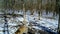 Fox, Vulpes vulpes, smells the groud in a wood with snow with daylight FullHD