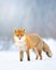 Fox Vulpes vulpes in winter scenery, Poland Europe, animal walking among winter meadow