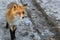 Fox Vulpes vulpes in the woods on winter frozen road. Wild red fox in natural habitat. Portrait of carnivore animal closeup.