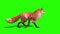 Fox Walkcycle Side Green Screen 3D Rendering Animation Animals