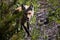 Fox walking in Shoshone National Forest in Wyoming