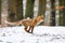 Fox in winter forest. Red fox, Vulpes vulpes, running in snowy forest. Cute orange fur coat animal with fluffy tail in nature.