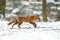 Fox in winter forest. Red fox, Vulpes vulpes, sniffs about prey in snowy forest. Cute orange fur coat animal with fluffy tail