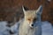 Fox in winter in portrait shot