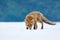 Fox in winter. Red fox, Vulpes vulpes, sniffs about prey on forest meadow in snowfall. Orange fur coat animal hunting in snow.