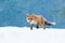 Fox in winter. Red fox, Vulpes vulpes, sniffs about prey on forest meadow in snowfall. Orange fur coat animal hunting in snow.