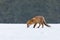 Fox in winter. Red fox, Vulpes vulpes, sniffs about prey on forest meadow in snowfall. Orange fur coat animal hunting in snow.