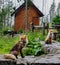 Foxes in free wild