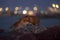 Foxes on the pier in Hirtshals, Denmark. Evening at the harbor.