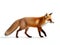 The foxes are smaller than normal dogs and have a long pointed nose, big ears pointed up. Generative AI