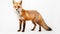 foxes on white background, they are small to medium-sized, omnivorous mammals