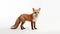 foxes on white background, they are small to medium-sized, omnivorous mammals