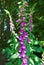 Foxglove