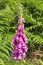 Foxglove