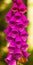 Foxglove. Close-up of a stem full of Foxglove flowers on full bloom.