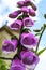 Foxglove - Digitalis Purpurea