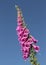 Foxglove, Digitalis purpurea.