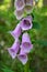 Foxglove (digitalis purpurea)