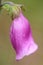 Foxglove (Digitalis purpurea) close-up