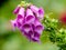 Foxglove (Digitalis purpurea) covered with rain drops