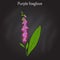 Foxglove Digitalis purpurea medicinal and flowering plant