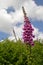 Foxglove and ferns