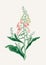 Foxglove Flower. Botanical Art