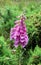 Foxglove Flower - Digitalis