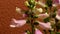 Foxglove Flower Timelapse