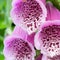 Foxglove flowers