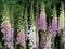 Foxglove flowers