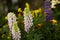 Foxglove flowers