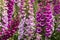 Foxglove flowers