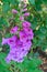 Foxglove flowers digitalis purpurea closeup vertical