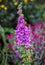 Foxglove flowers at the historic Port Arthur penal colony in Tasmania Australia