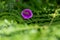 A foxglove flute petal which has fallen and landed on the leaves of bracken fern