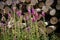 Foxglove in front of a pile of cut tree trunks