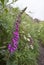 Foxglove growing along Cornish coastal path full of wild flowers, Cornwall, England