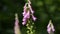 Foxglove, medical plant, flower