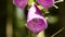 Foxglove, medicinal herb with lilac flowers in a German forest in spring