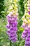 Foxglove with pink and yellow white blossoms - genus Digitalis - with bee inside, illuminated by summer sun