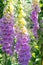 Foxglove with pink and yellow white blossoms - genus Digitalis - with bee inside, illuminated by summer sun